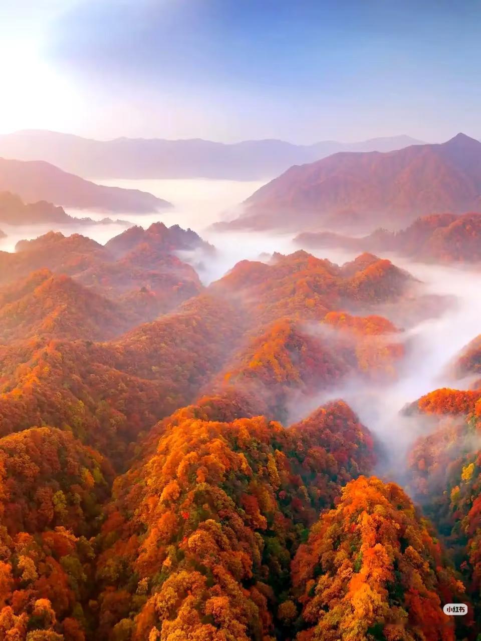 被《国家地理》安利的红叶第一山有多绝❗️不愧是《国家地理》推荐的中国红叶第一