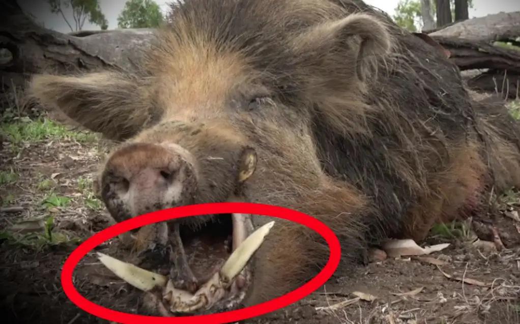 很多人都不知道，遇到野猪千万不能跑，更不能装死。野猪虽凶猛，但也有致命弱点，只要