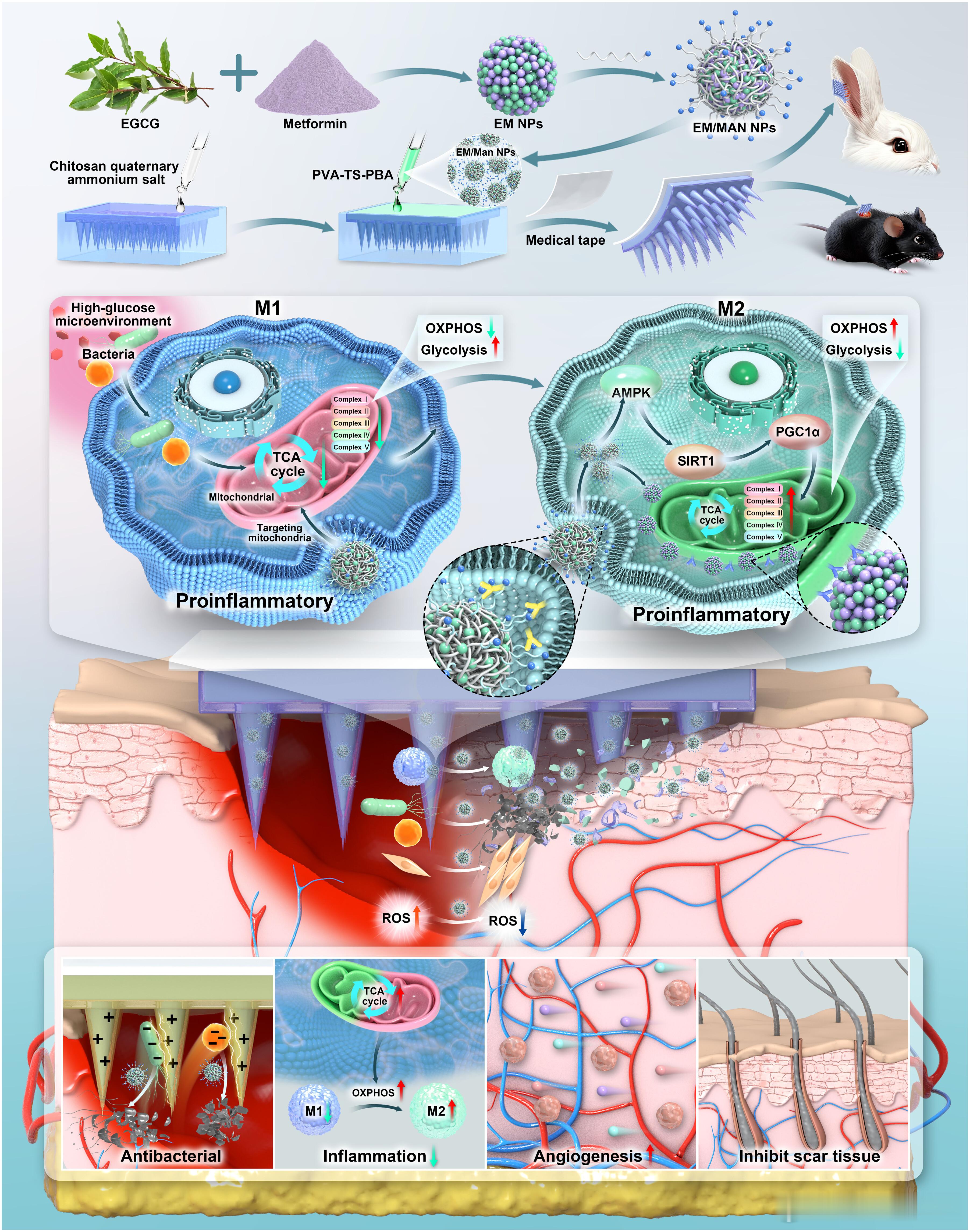 Science子刊：糖尿病伤口无瘢痕愈合新突破！近日，发表在ScienceAd