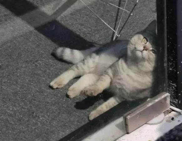这猫每天都有公司的员工来喂它，给它铲屎，员工一走这猫就去和别人要吃的！