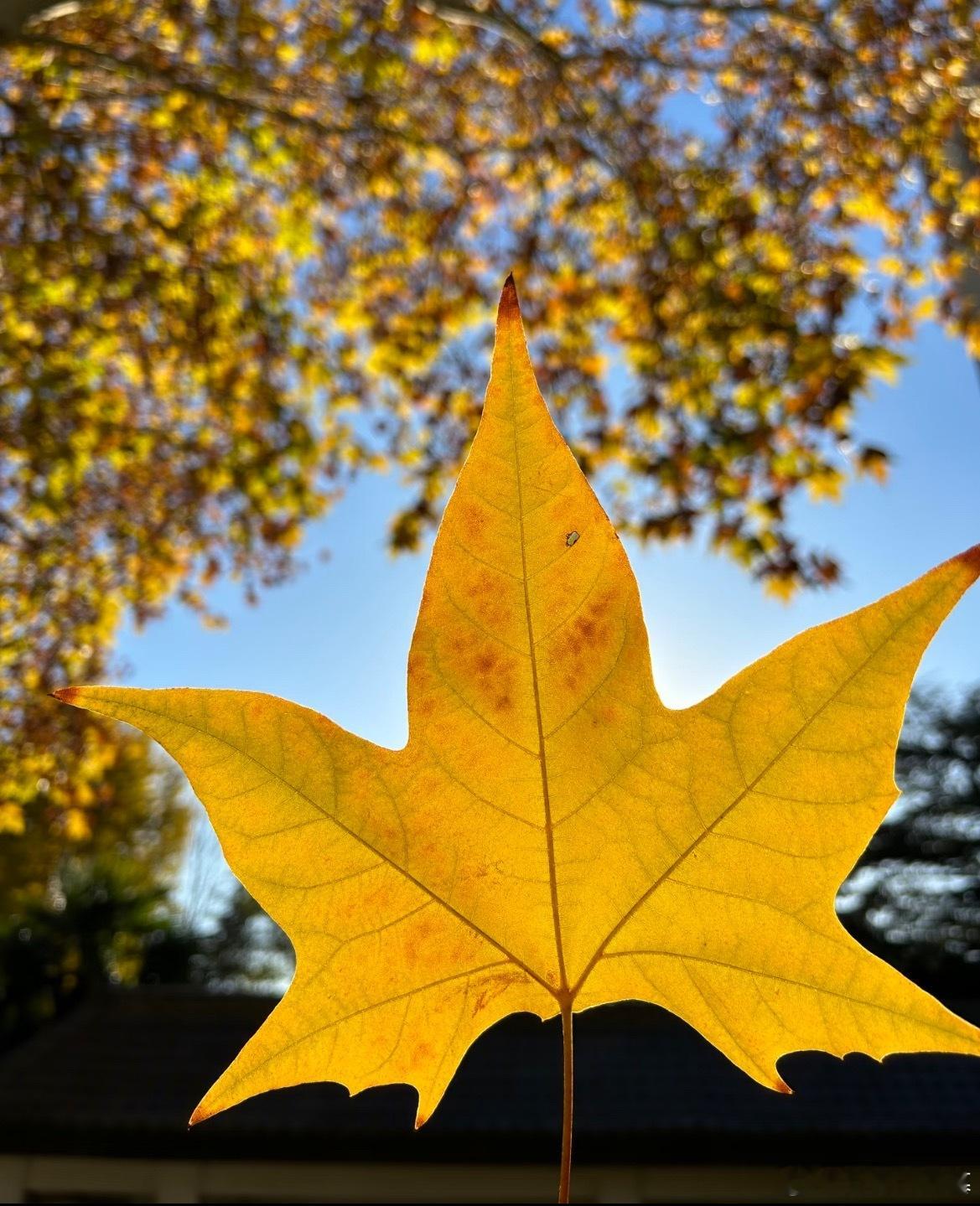 这片树叶长得有点标准​​​