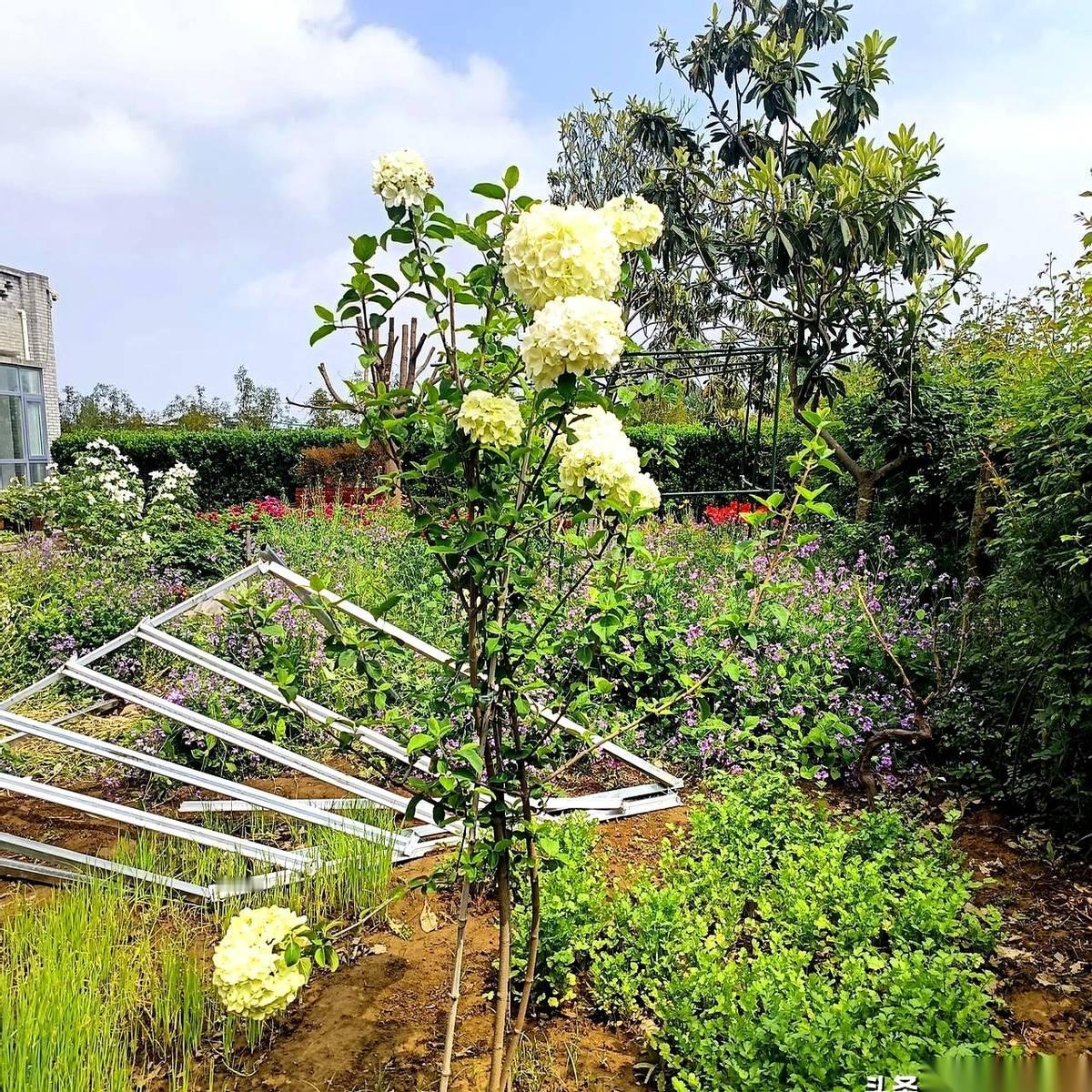 “当官的谁没三四个女人？出轨就不是好人了？”四年前，公公把茶杯往红木桌上重重一顿
