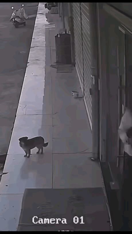 有些人就是看啥都不顺眼，狗狗也没惹你，你看它不顺眼，这就叫做自作自受，你以为狗是