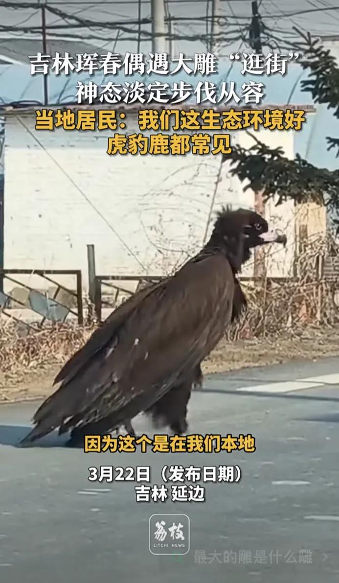 “这是杨过的雕下凡体验生活了吧”！吉林珲春偶遇大雕“逛街”神态淡定步伐从容，当地