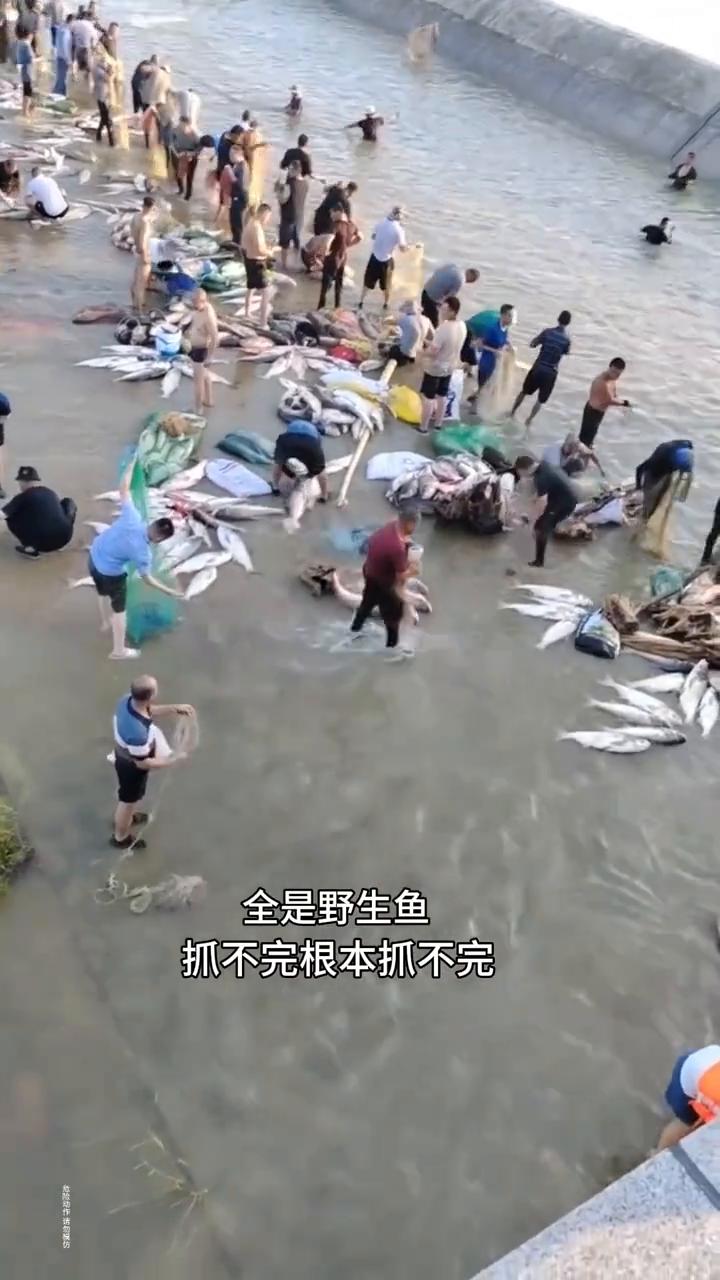 全是野生鱼，抓不完，根本抓不完。