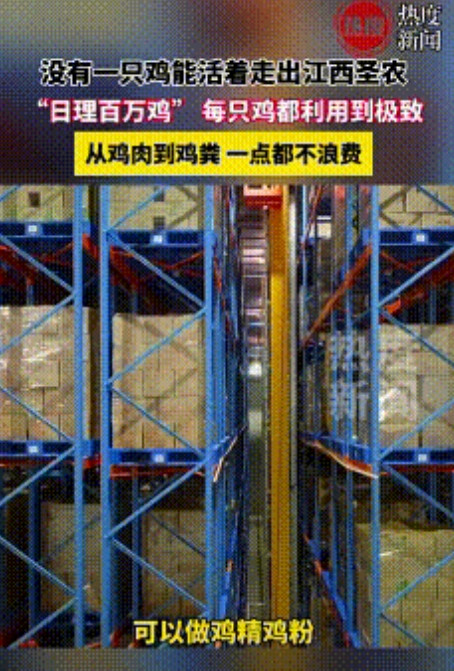 没有一只鸡能活着走出江西圣农！每只鸡都被利用到了极致。从备受喜爱的鸡肉，到遭人