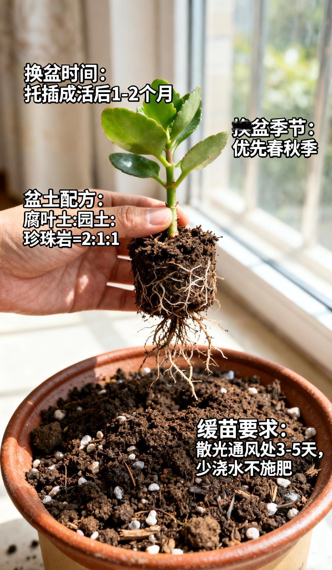 长寿花扦插成活后，多久适合换盆长寿花扦插成活（生根且萌发2-3片新叶）后，1-2