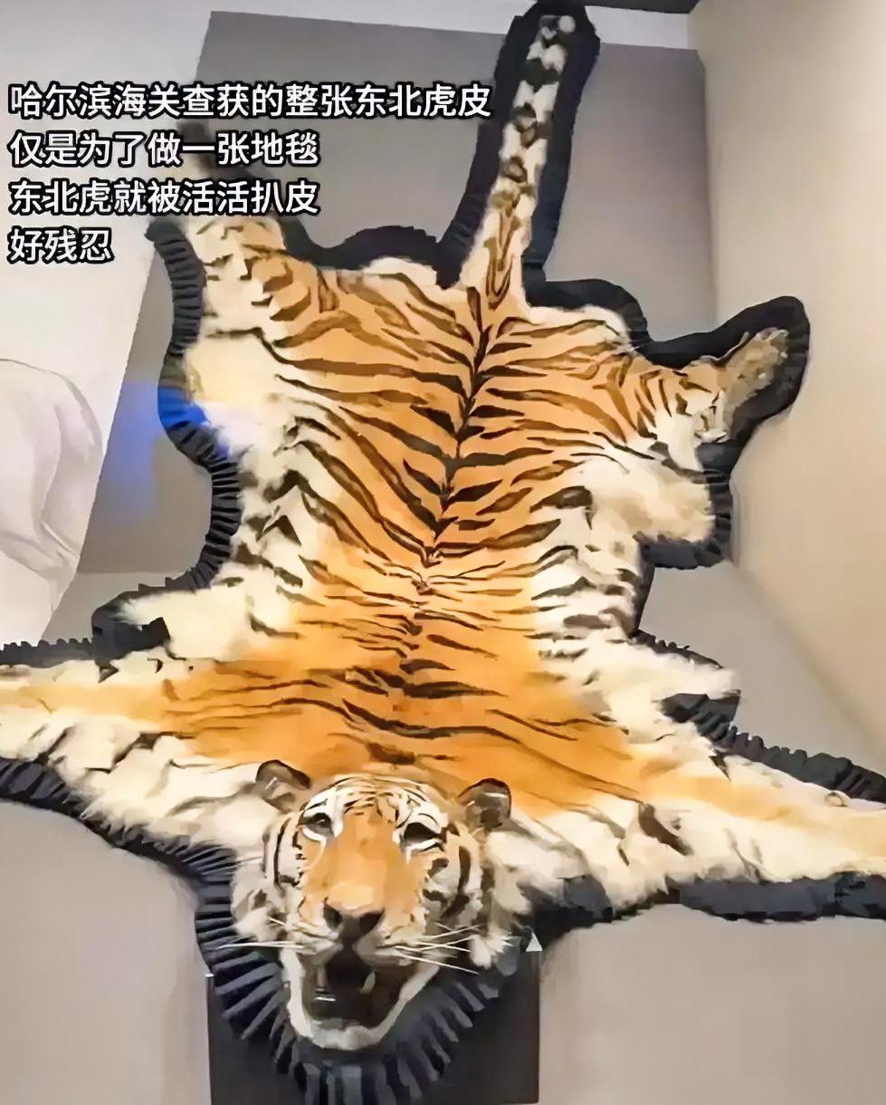 哈尔滨海关截获的那张虎皮，毛色亮得扎眼。听说还是活剥的，这几个字看得人天灵盖都在