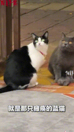 怪不得黑猫警长的原型是奶牛猫。广东惠州，网友家的奶牛猫和路过的小狗起了冲突，主