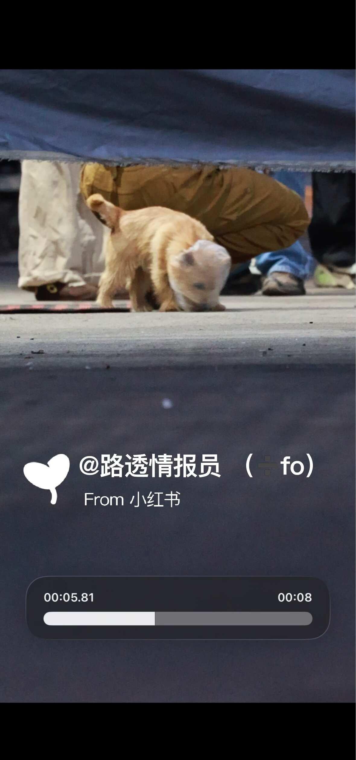 黄景瑜的爱犬夏天新造型
