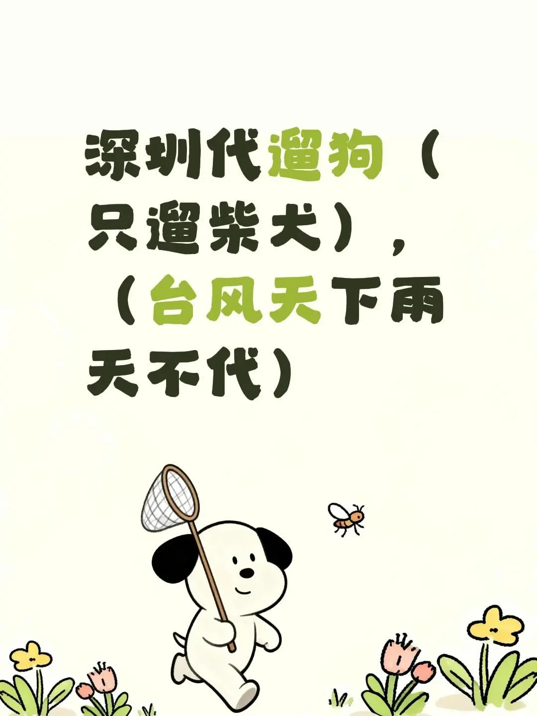深圳代遛狗（只遛柴犬），（台风天下雨天不代）