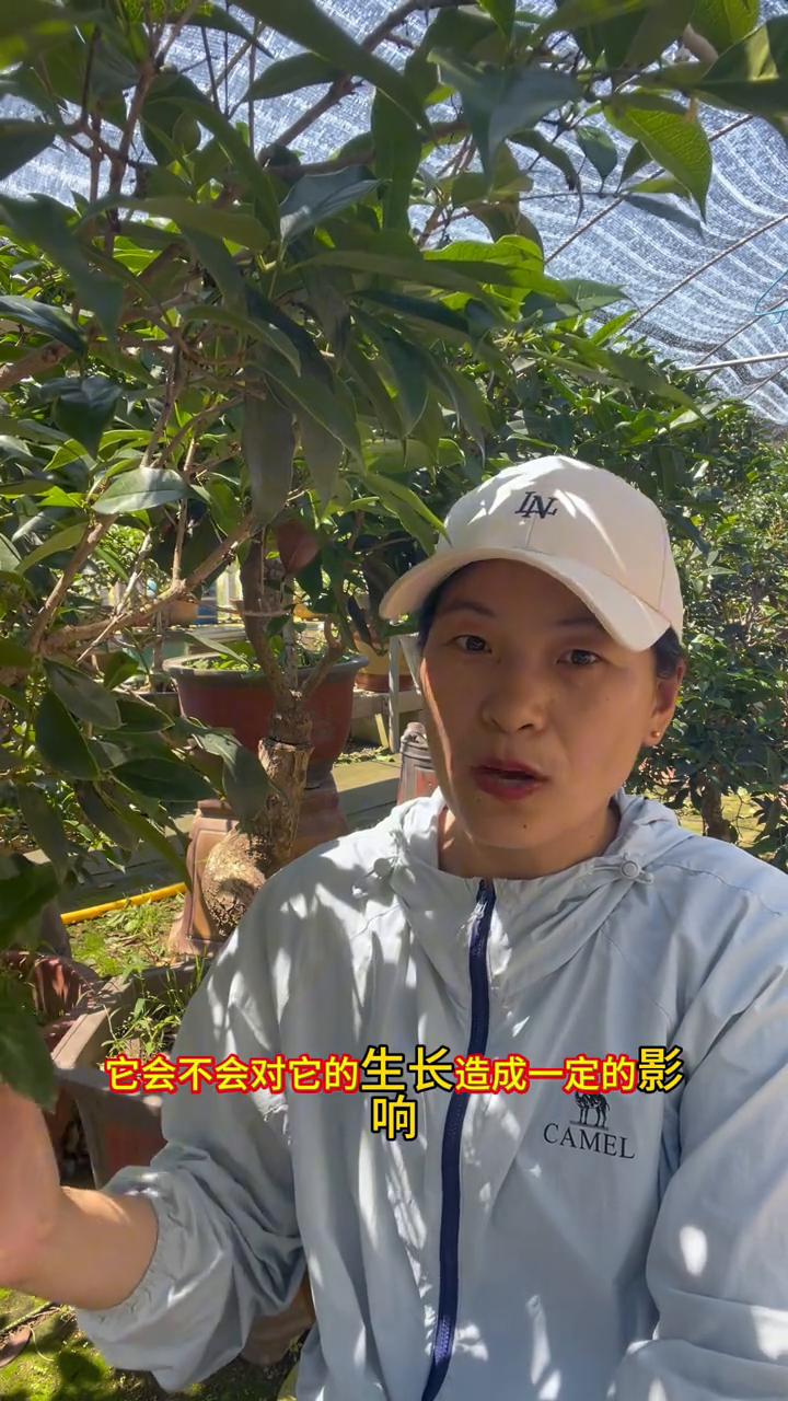 井水可以浇桂花吗？井水可不可以来浇桂花？大家好，我是莒县养桂花的张。我所在的地