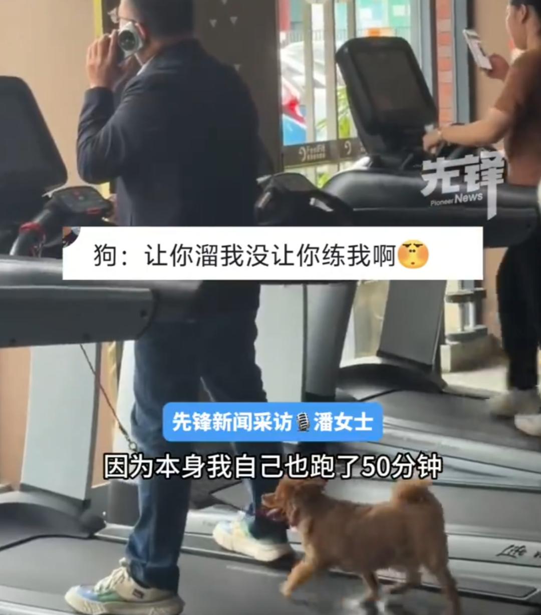 健身房里出现搞笑一幕：小狗在“锻炼”，它的主人却在悠闲的打电话。前不久，广东佛