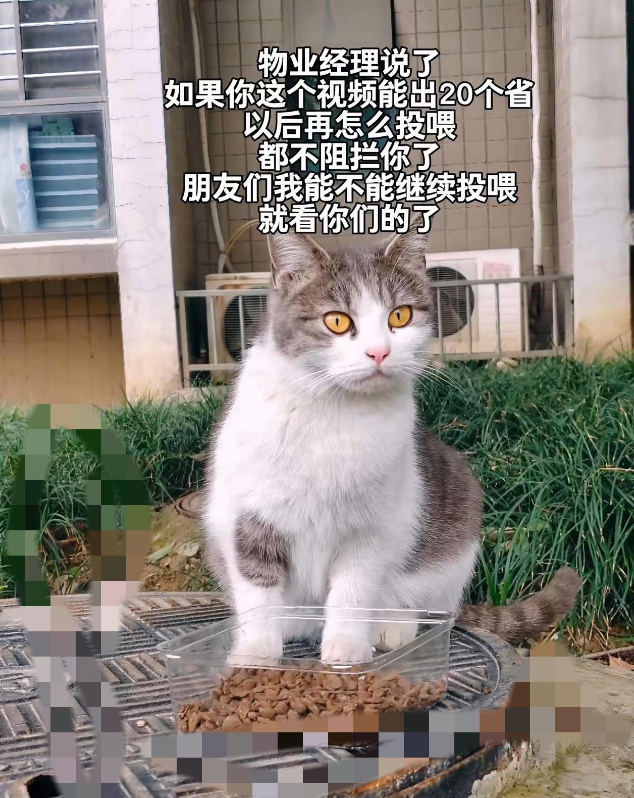 它们没有名字，没有主人，没有遮风挡雨的小窝，却在城市的缝隙里拼命活着。饿了