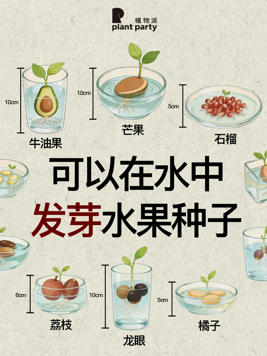 这些水果吃完留核🌲泡水里秒变迷你果树