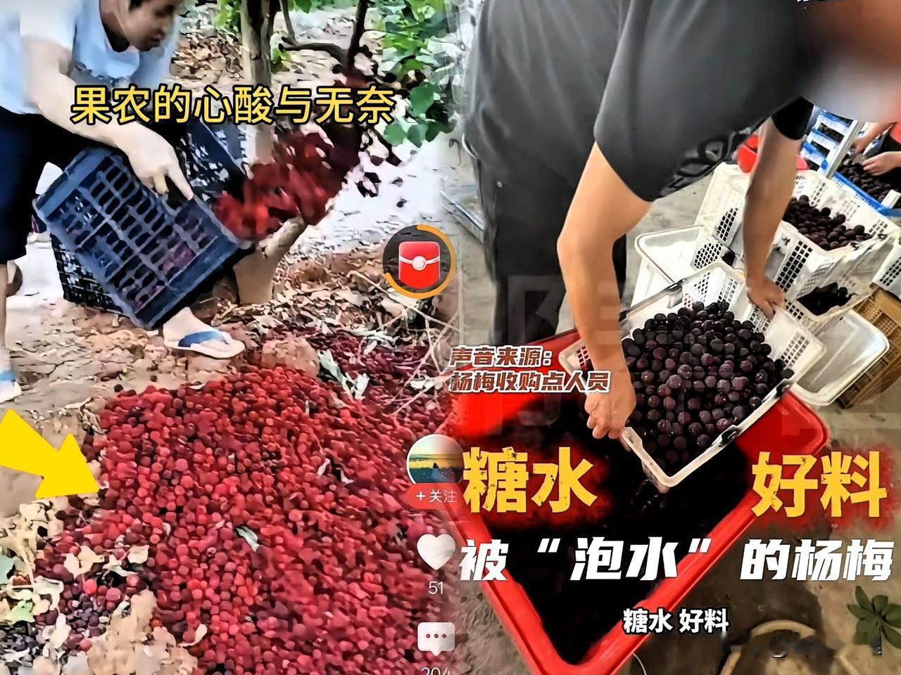 完了，这下麻烦大了！漳州杨梅爆出泡药乱象后，如今直接出现大规模滞销情况。