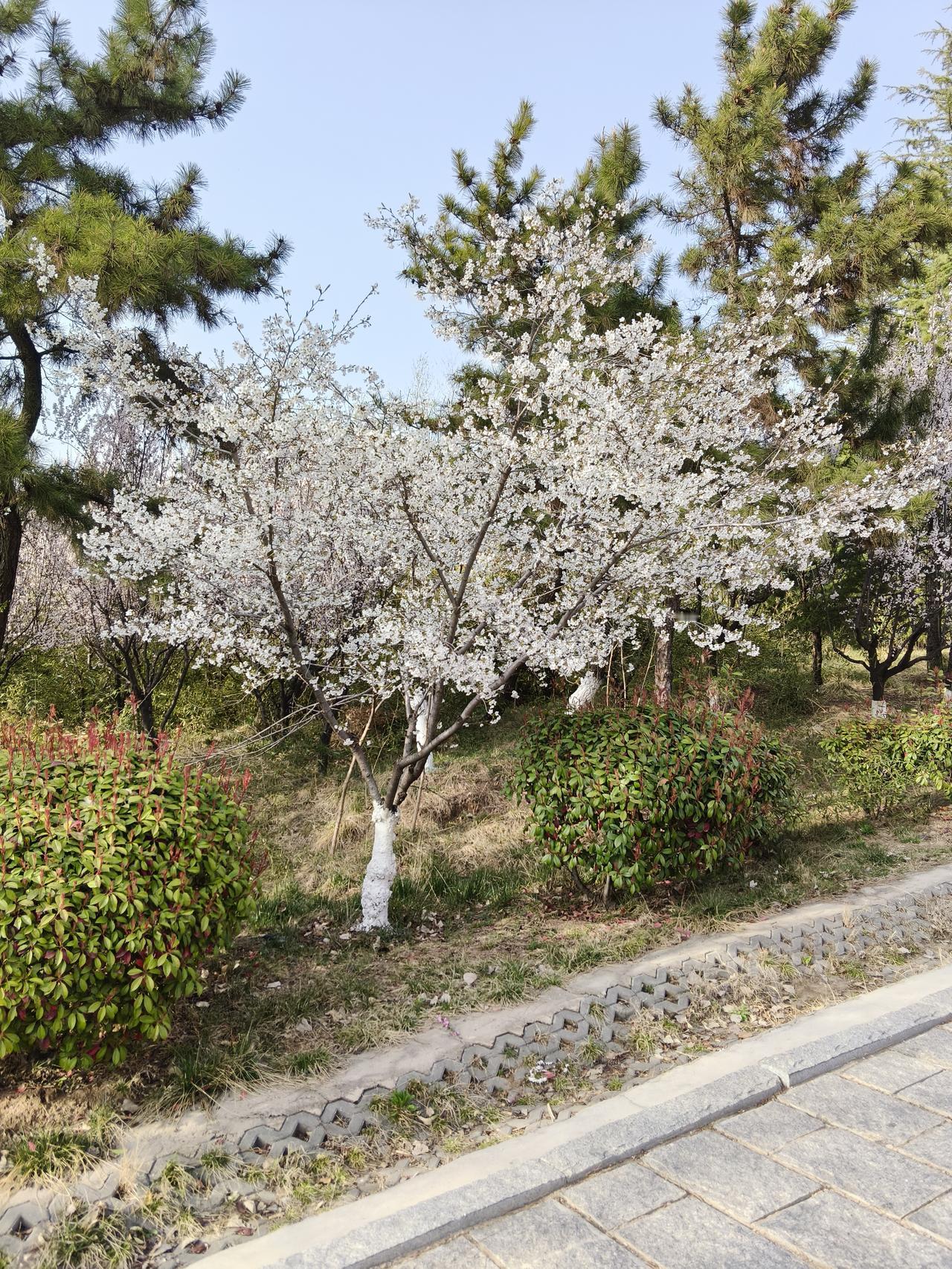 为什么不管价格高低都伤农？这几年农产品的价格一直不温不火，老农民也是伤透了