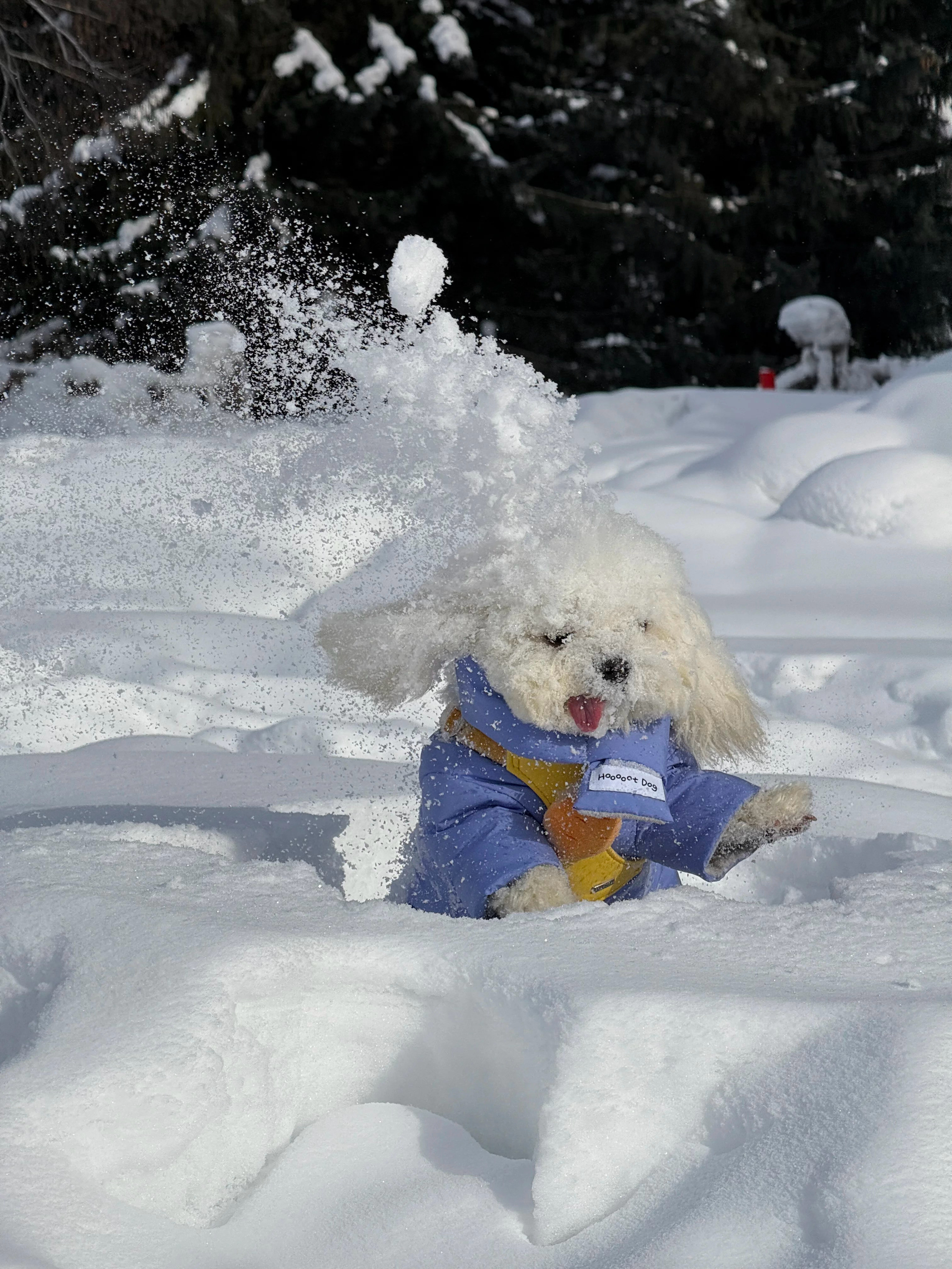 狗生第一次雪仗！❄️