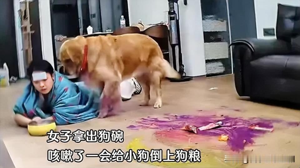 女生甲流高烧，狗狗饿到“啃面粉”太戳心近日，一女生不幸感染甲流，高烧卧床，整