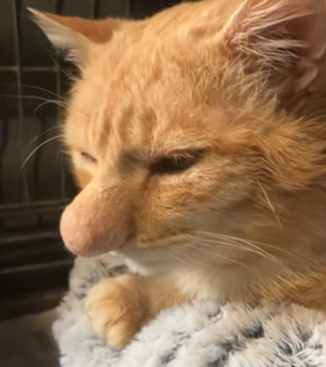 这只小猫叫巴尼，它有个超大的鼻子！它现在待在北爱尔兰利斯本一家专门救猫的慈善机
