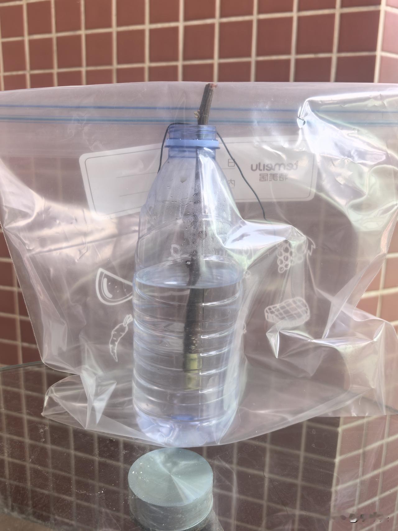 上个月，把扦插、水培中的三角梅全扔掉后，心有不甘。于是，又找来一个矿泉水瓶，倒进