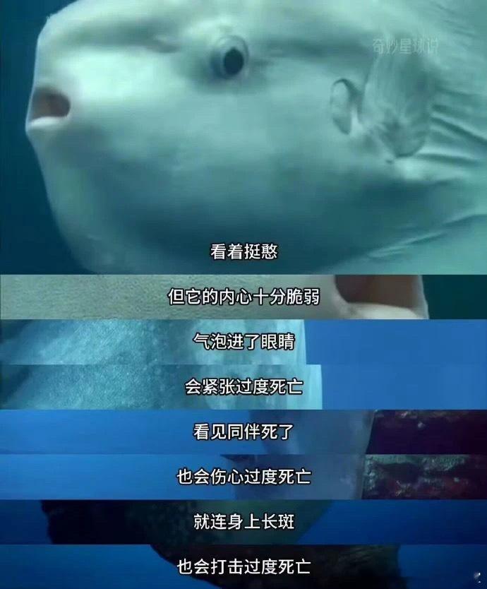 是我本人了一碰就碎meme迷惑行为大赏内容过于真实​​​