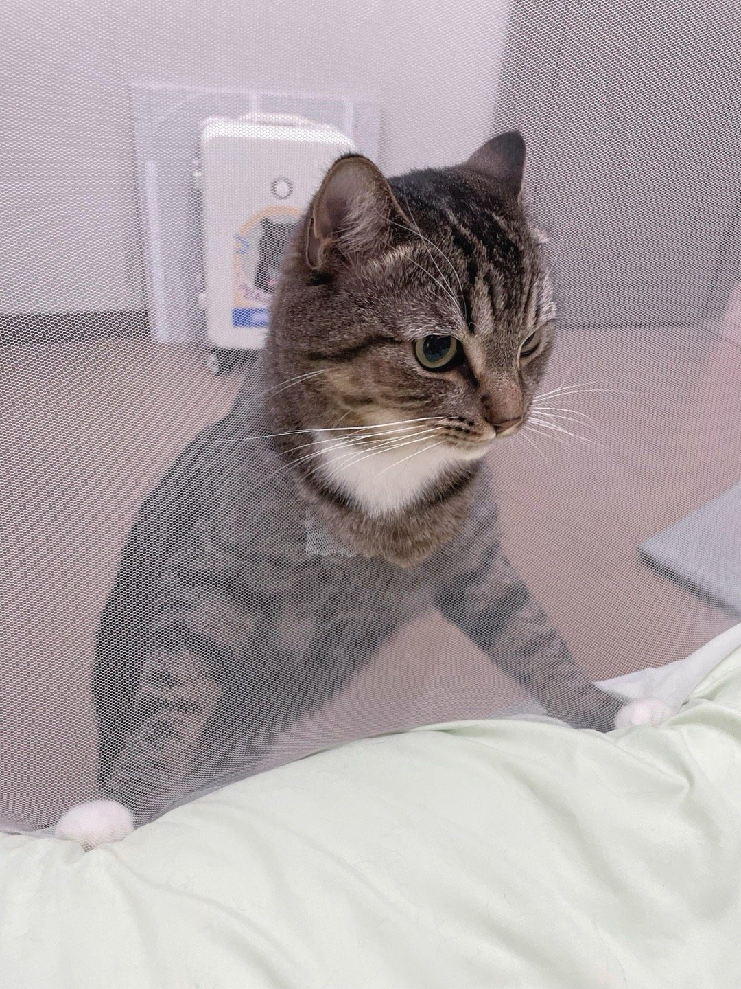 猫猫：禀报妈妈！蚊子已消灭！​​​