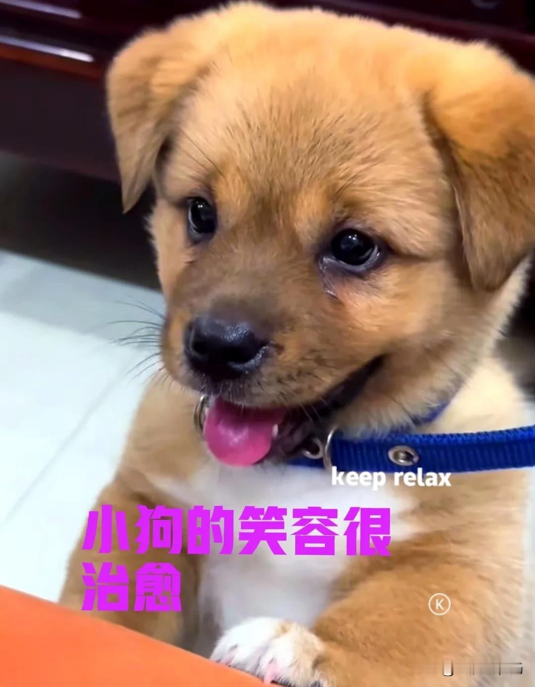 已经两个星期没有回老家了，上个星期周末，抽空回了一趟老家，顺便看看家里的小狗怎么