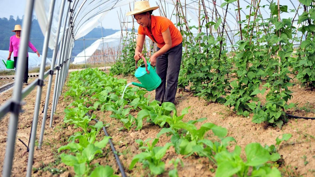 别再乱浇水! 蔬菜浇水秘诀: 多or少? 口诀教你轻松掌握