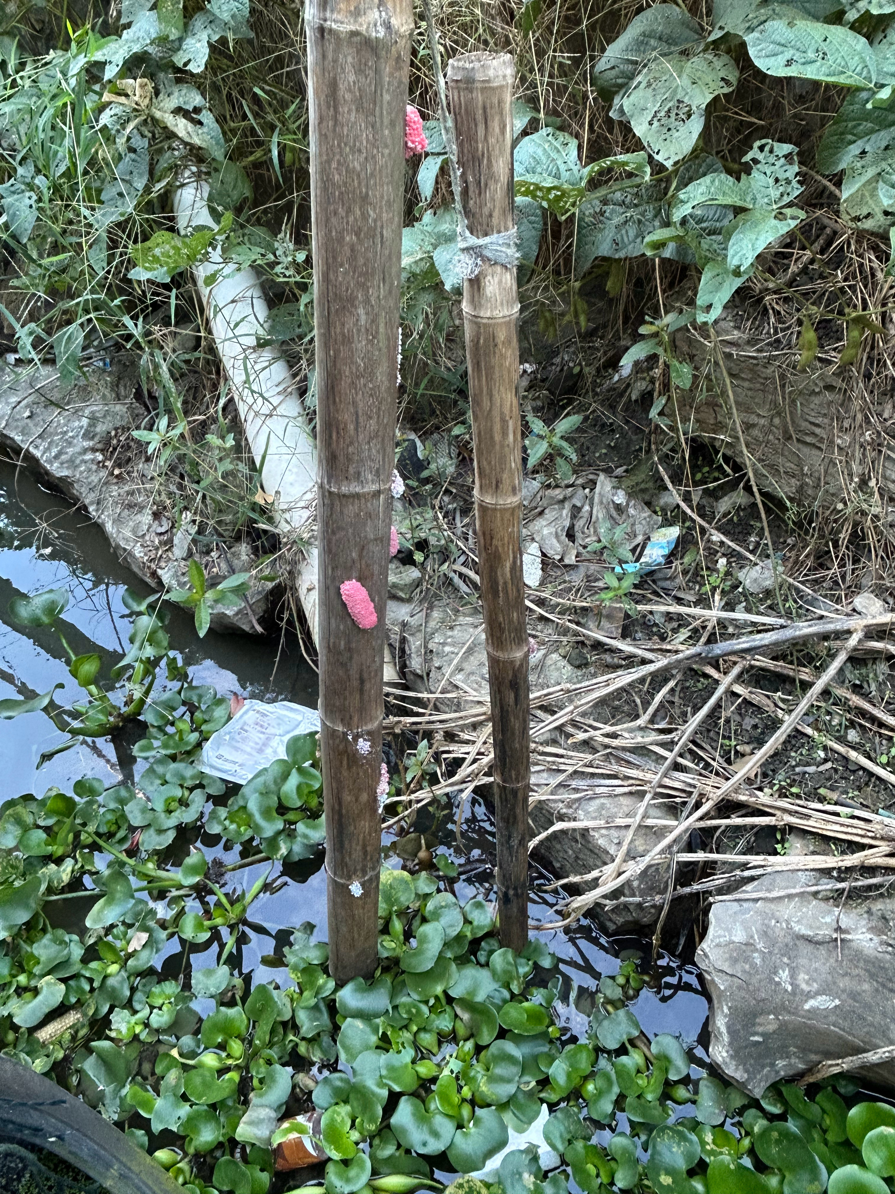 #盐城草堰镇#变害为宝：福寿螺资源化利用在水产养殖中的前沿研究与实践路径从生态入侵到“蓝色粮仓”的转