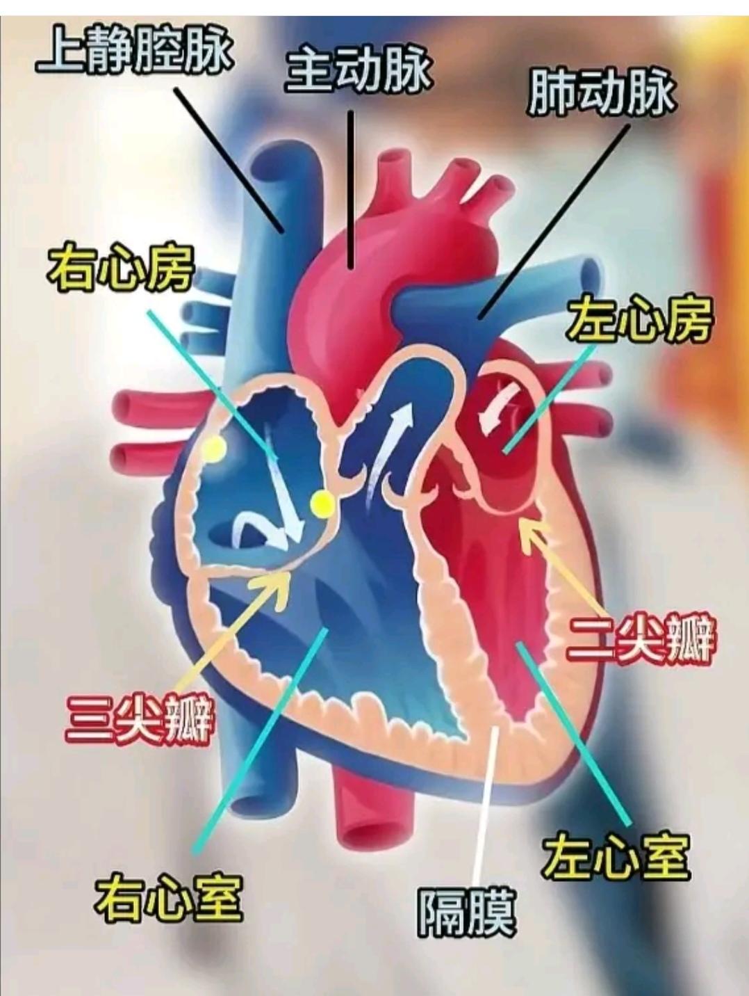终身学习001人体的血液循环系统组成之一的“心脏”。一、结构分四个