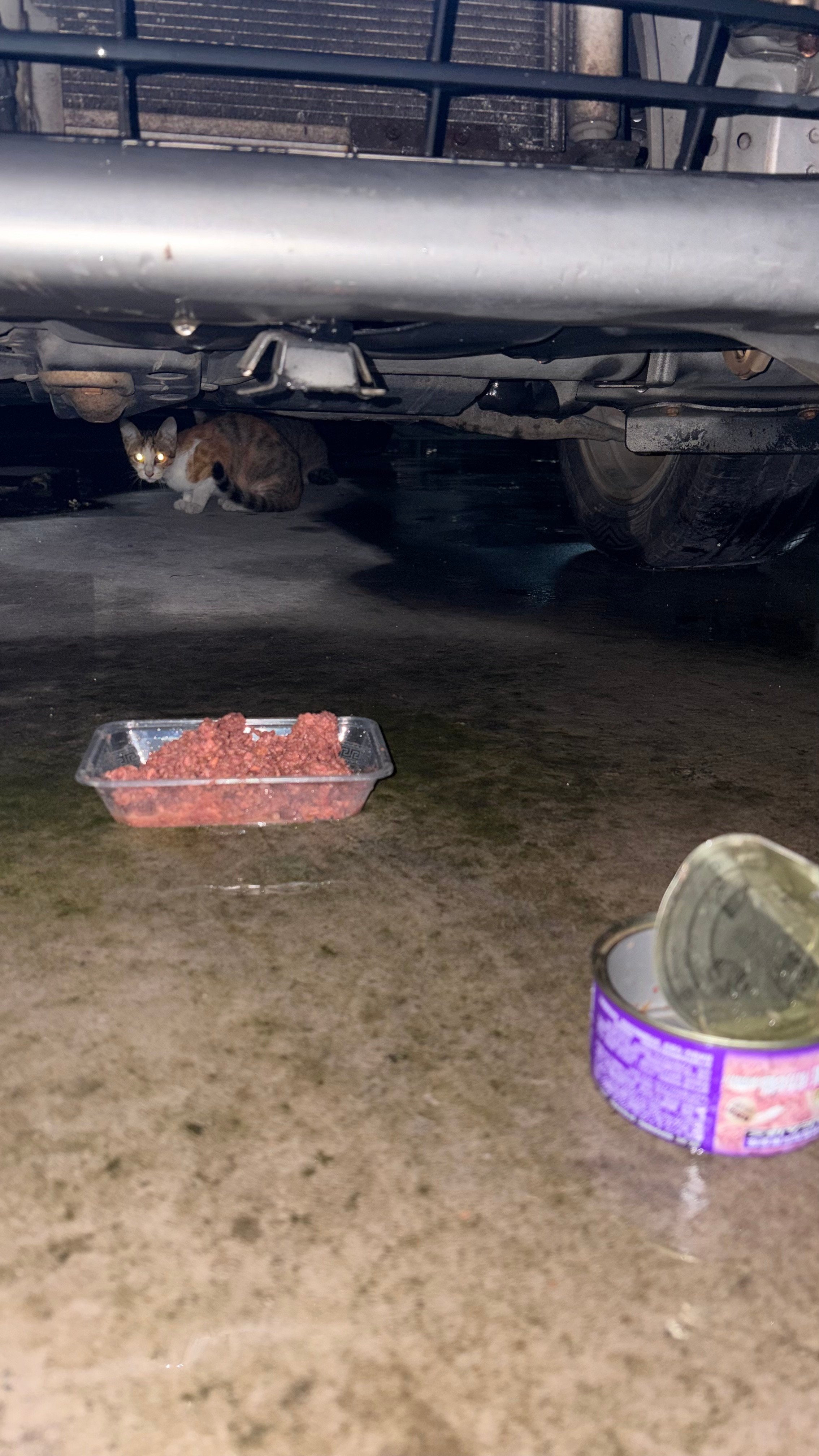 她是找我做接盘侠吗？🥹流浪猫