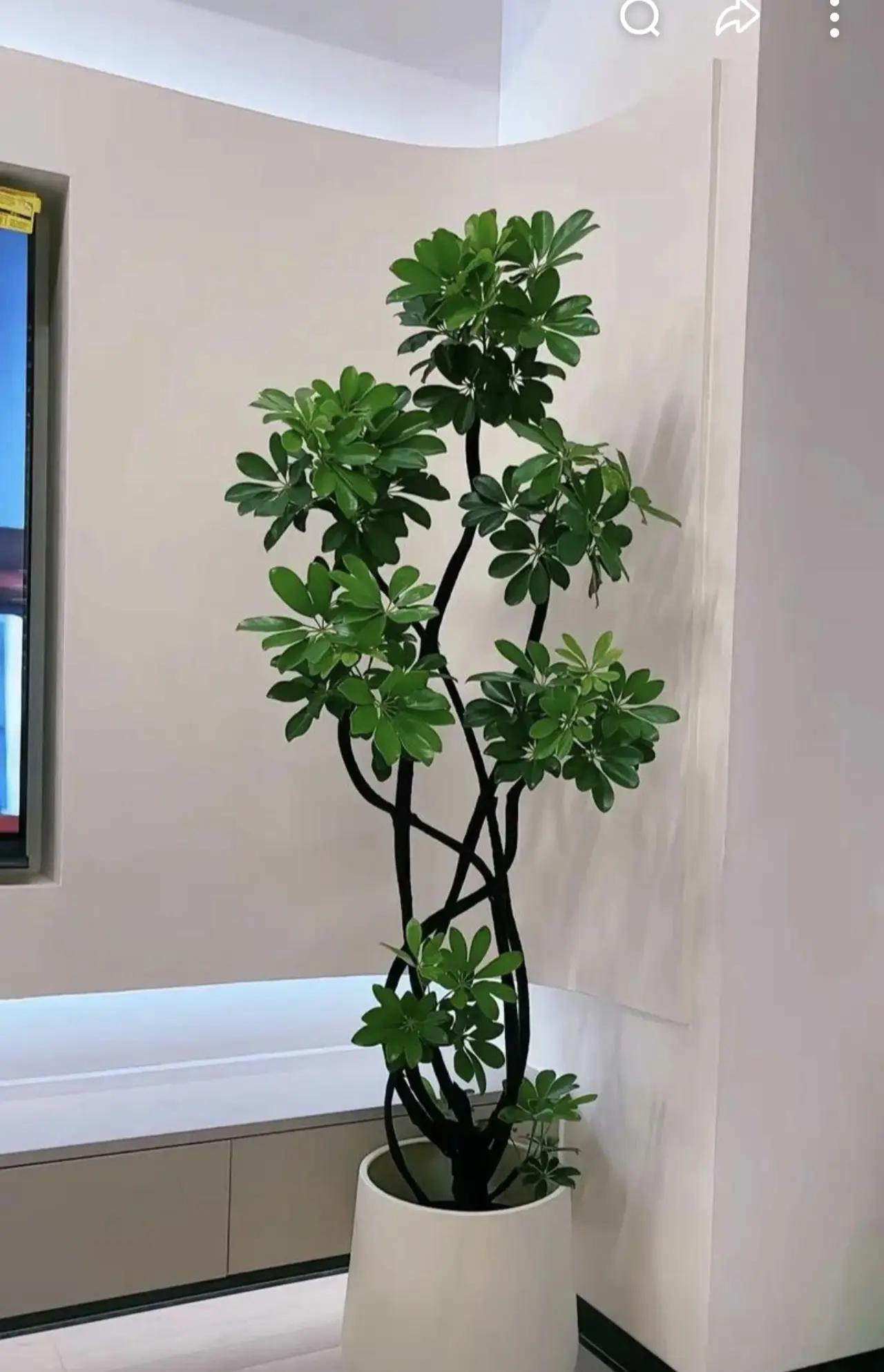 种草激励计划分享室内花草植物盆栽花卉绿植绿植强烈推荐