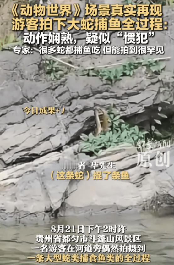 “解释不清了！”贵州，男子发现岩石上有一条蛇，它口中似乎衔着什么东西，起初他以为