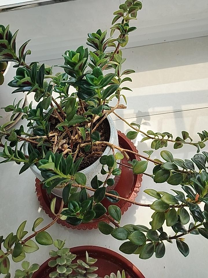 种植牙的第六天了，吃饭还是不能吃太丰盛，只能吃软烂的，可是在网上又刷到好多视频