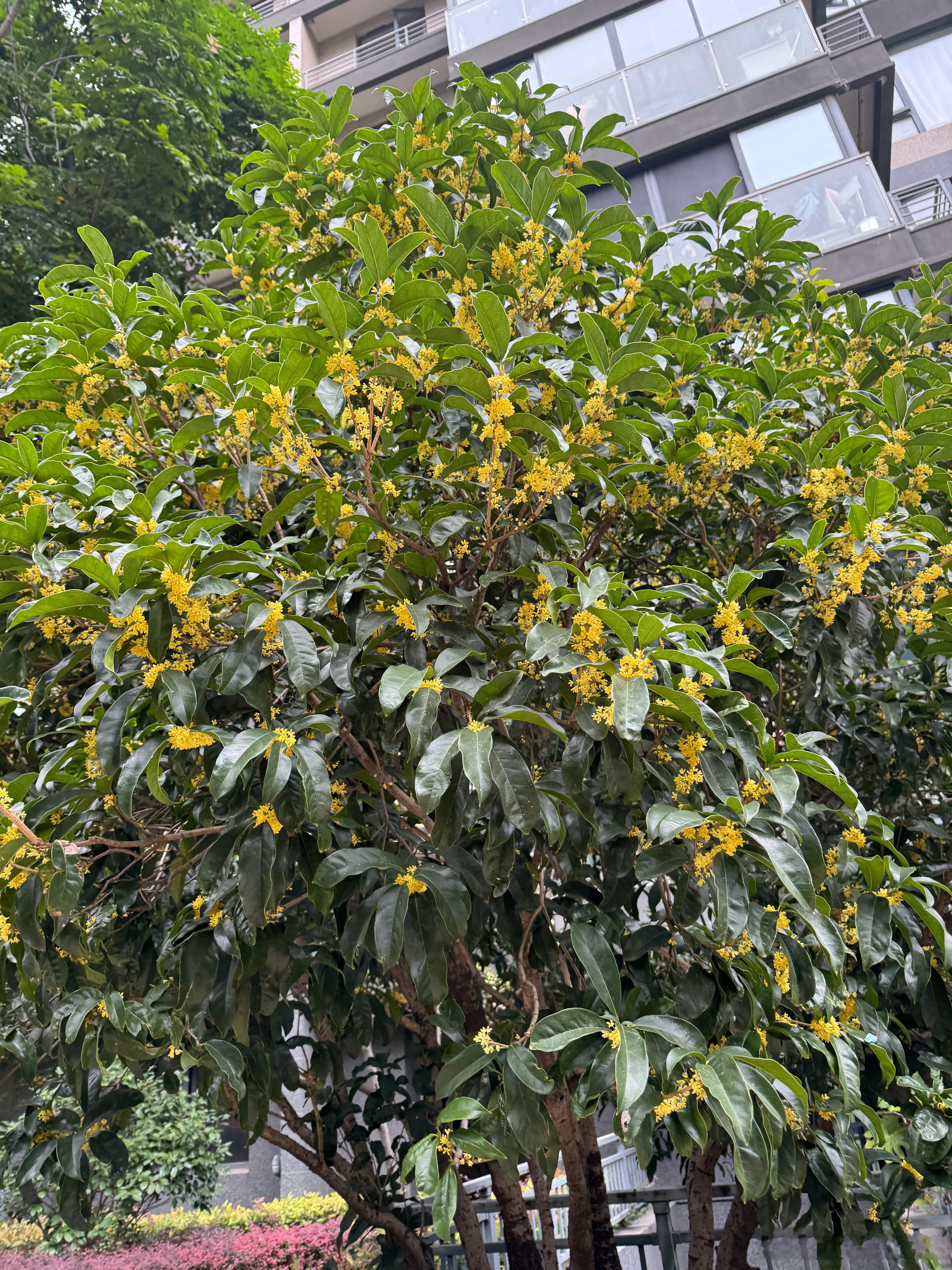 雷军第100次健身打卡打卡了……我也打卡了……路边的桂花真的香哈！跑步真的，闻