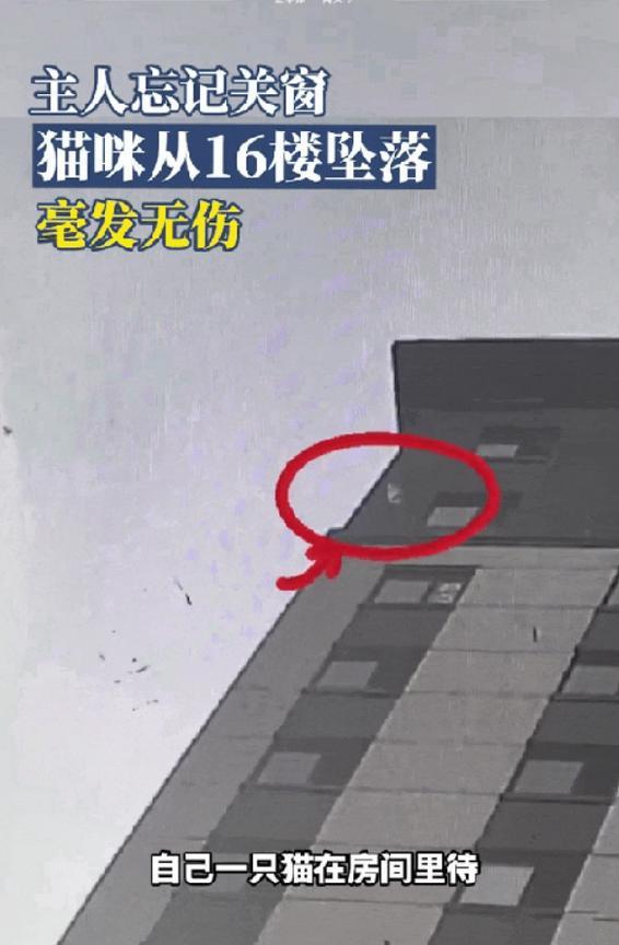 “太神奇了！”黑龙江一男子出门之前忘记关窗，等到回来后发现猫咪不见了，于是便去物