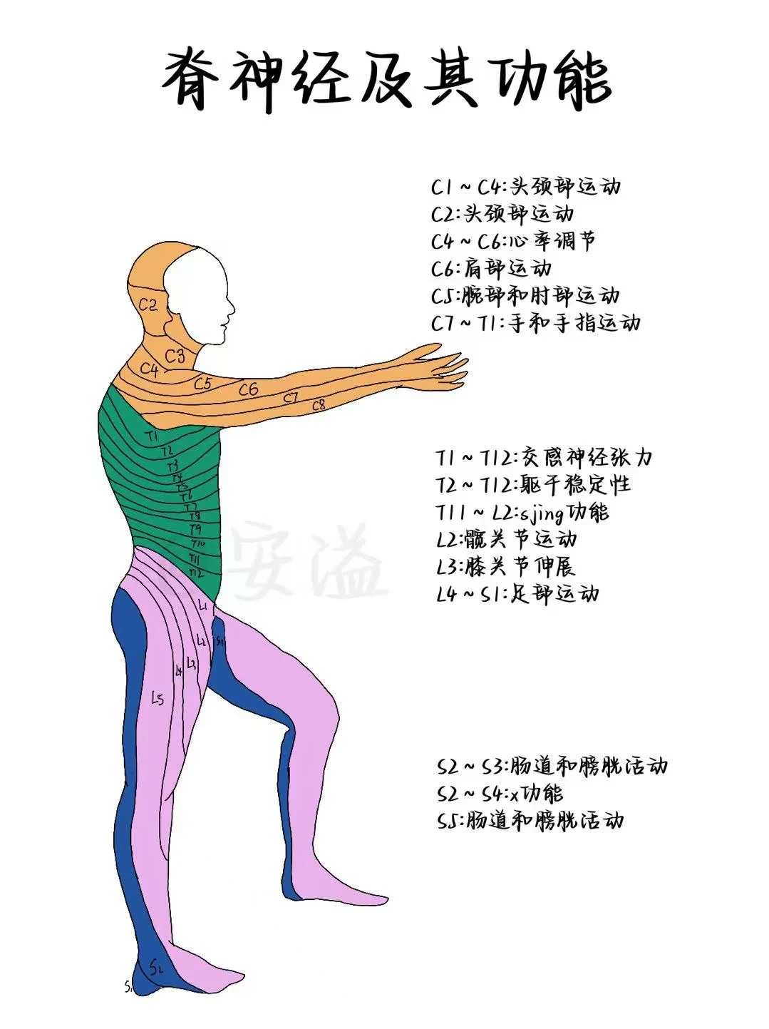 脊神经及其功能
