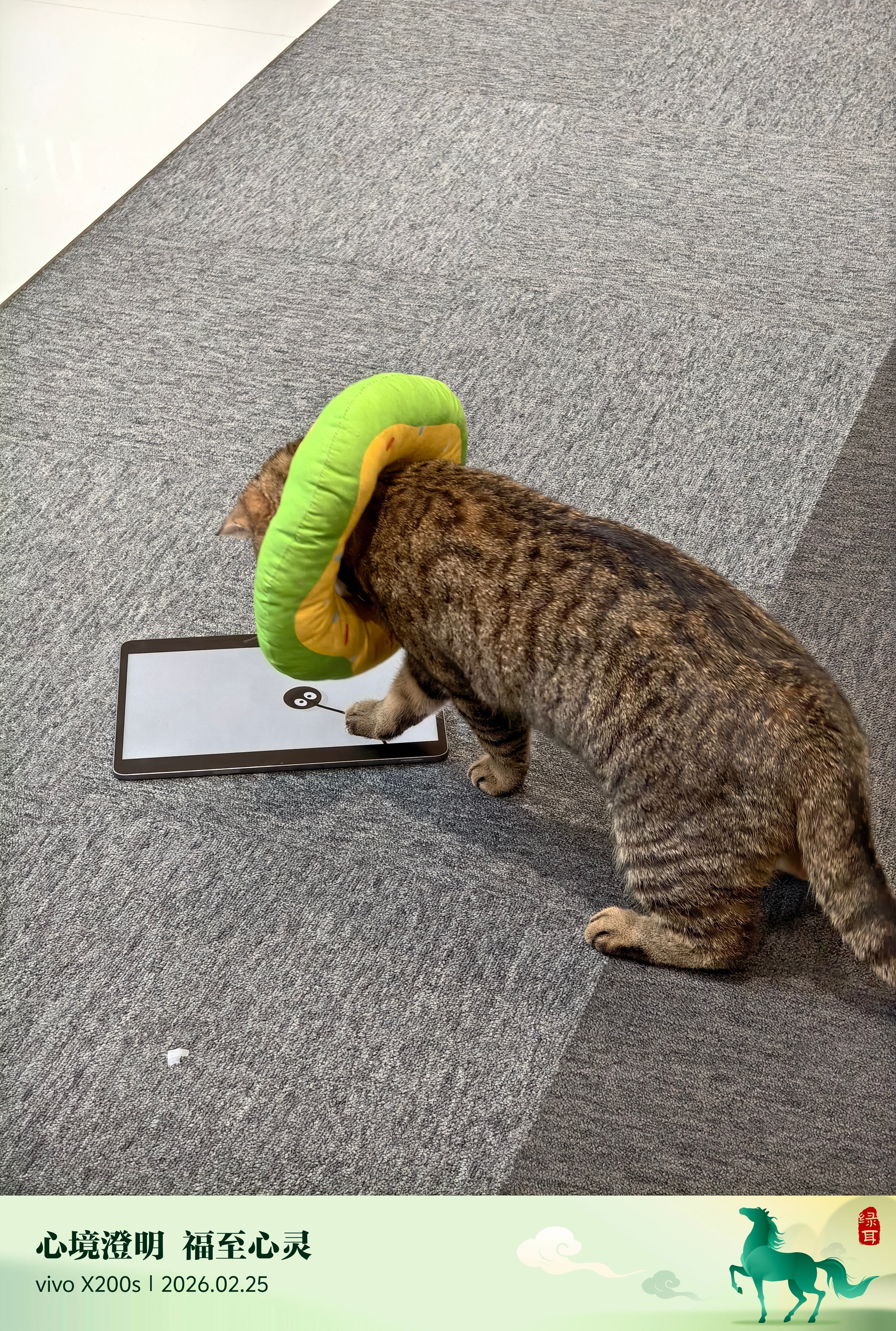 恶语伤咪心咪心难测上一秒还在假寐下一秒直接开始玩起ipad