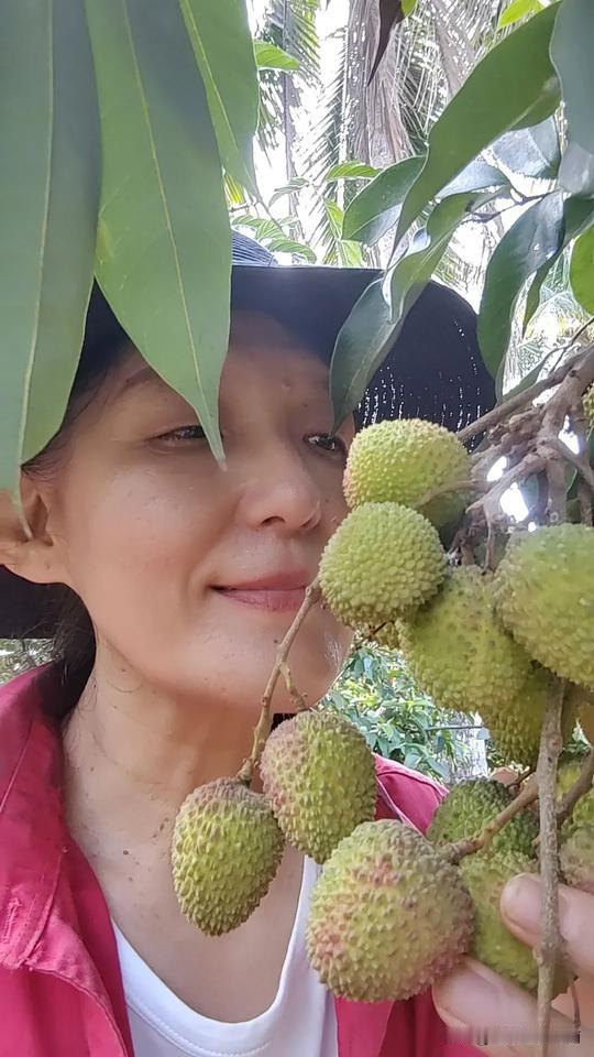 20多一斤的荔枝您会买吗？万宁的妃子笑熟了，不知道我家是不是最早的一批，问了隔壁