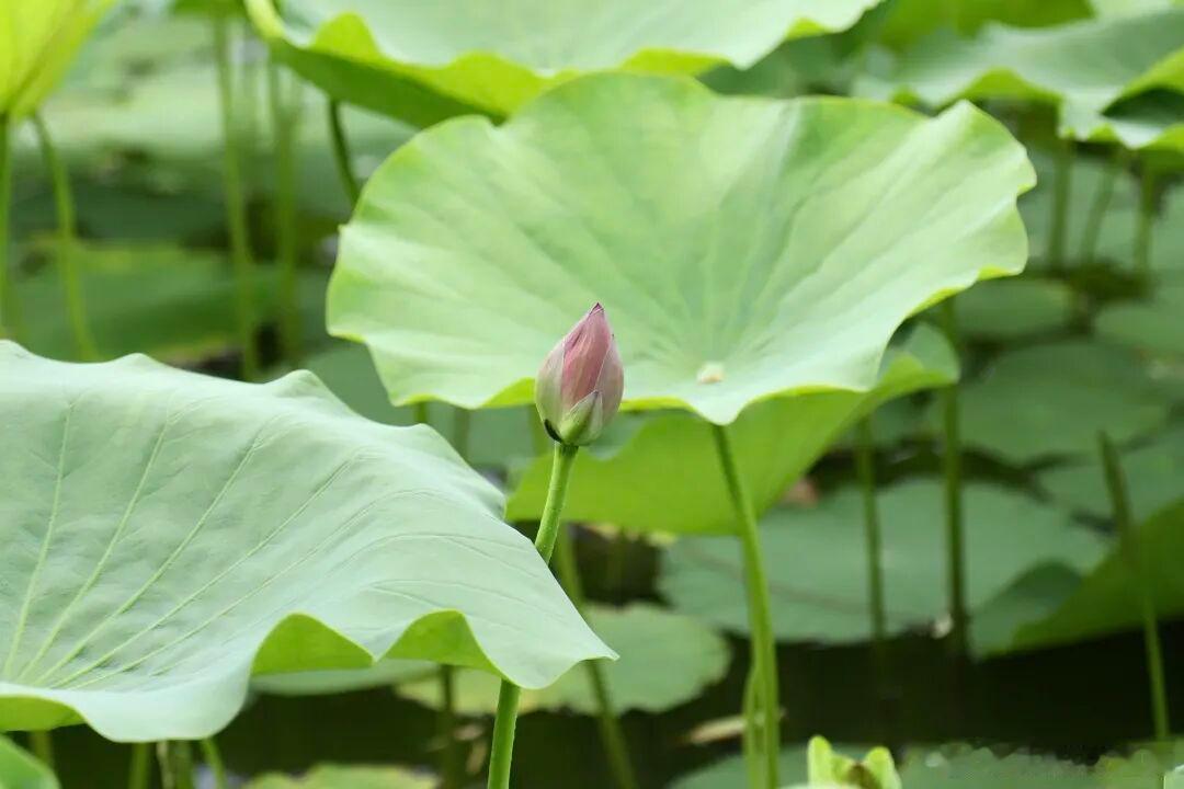 夏风拂荷香，又到一年赏荷时～寻美河南