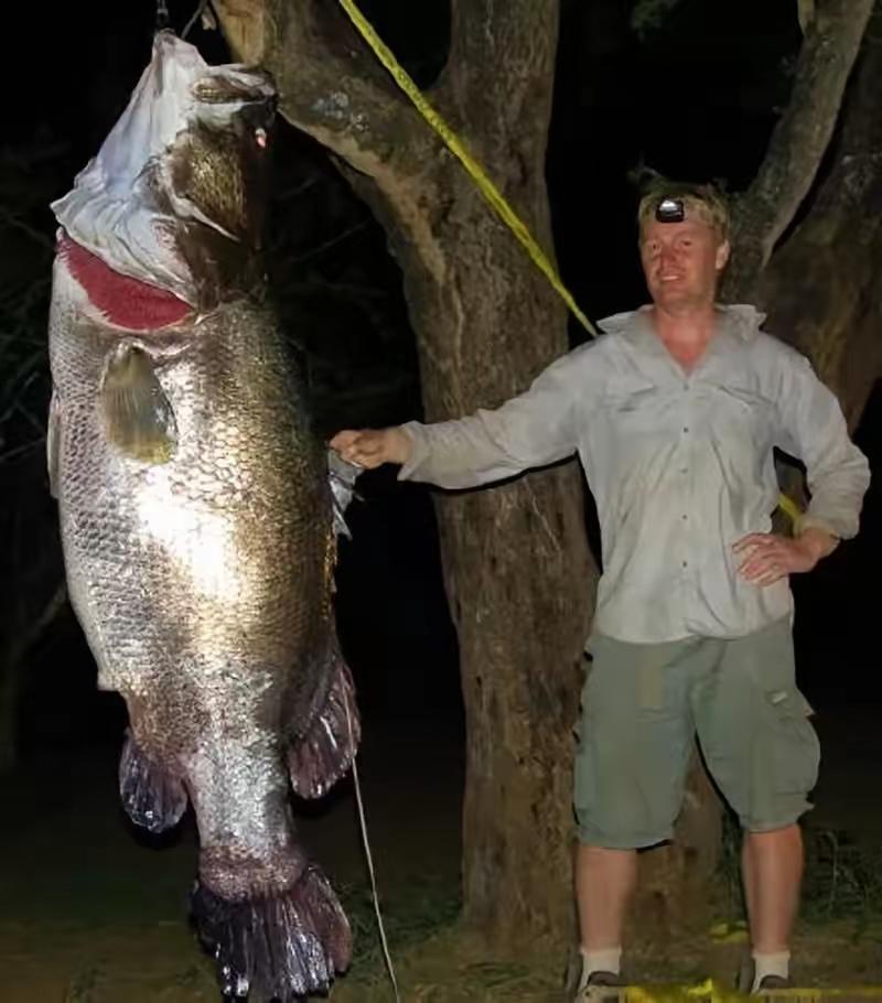 1954年，一个非洲殖民官员望着维多利亚湖，感慨道：“这么大的湖，怎么只有一些小