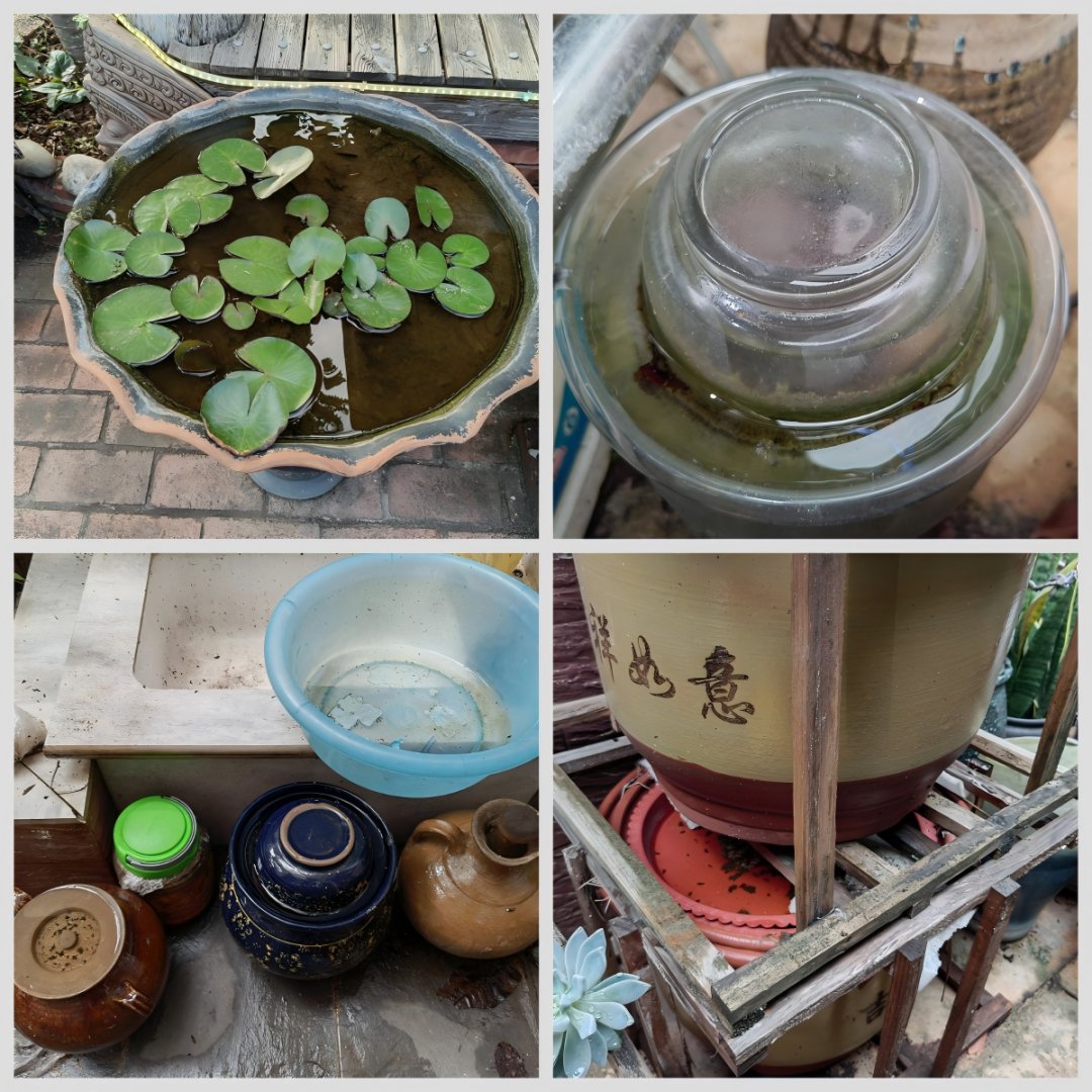 中国疾控中心: 基孔肯雅热的11个关键问题, 一次说清