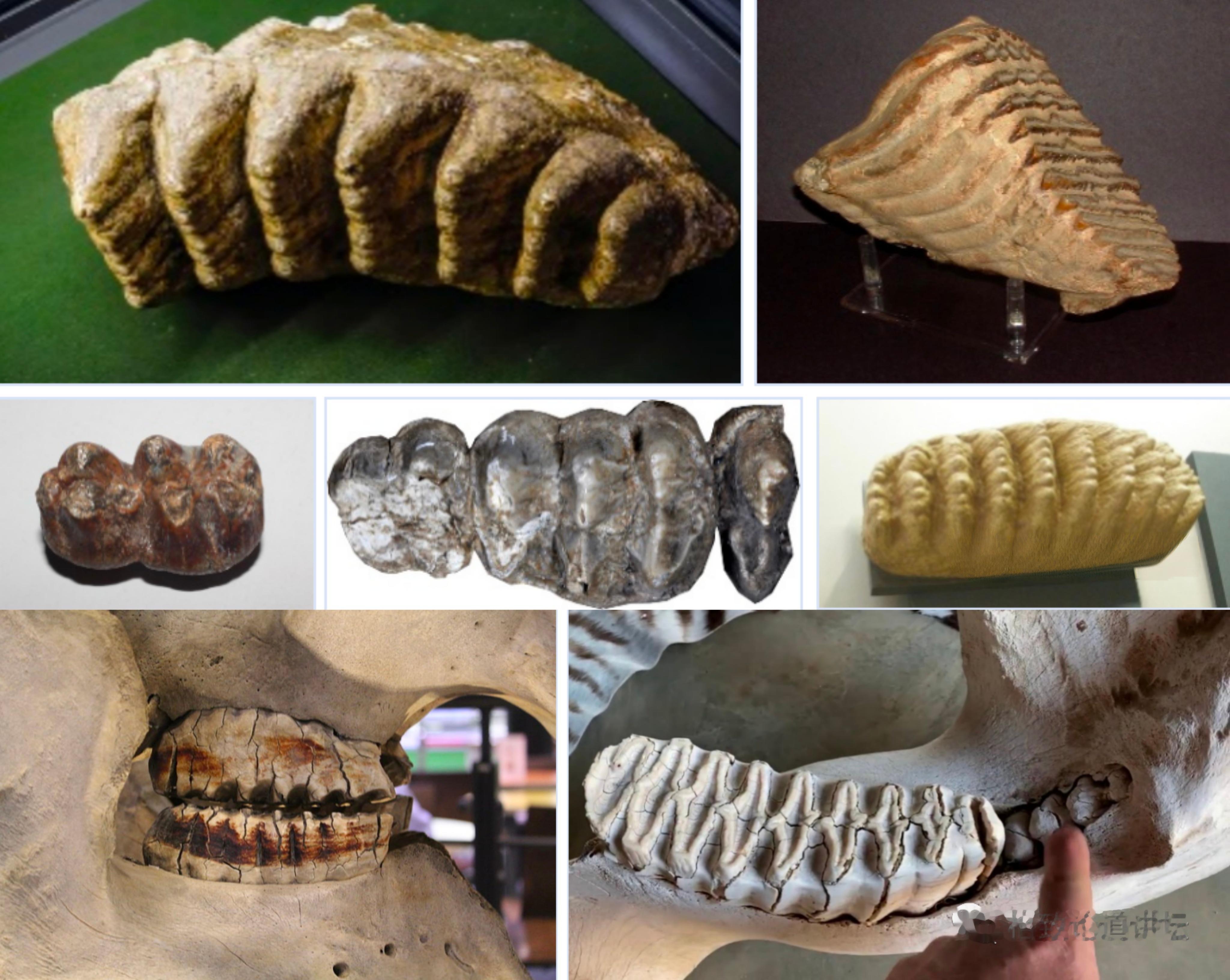【为什么古生物学家总盯着大象的牙齿？】研究大象的演化历史时，科学家关注的不只是骨