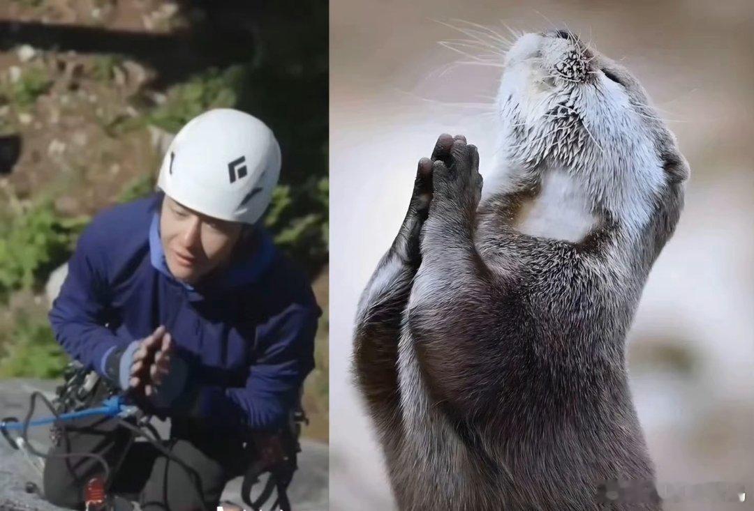 真的被这个岩羊给萌到了