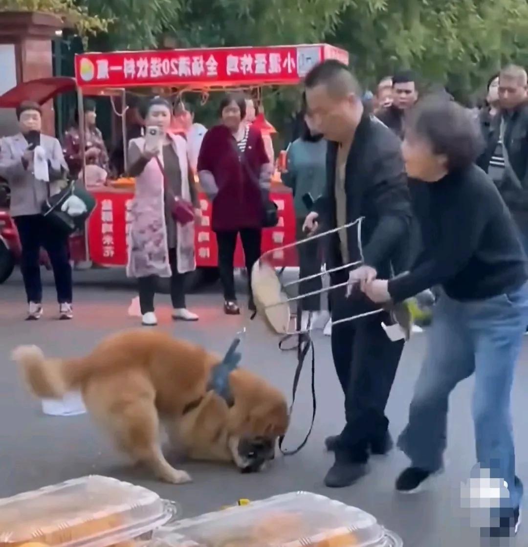 大水冲了龙王庙，两个爱狗人士干起来。大街上，大爷牵着一条大金毛，大妈无绳遛狗京