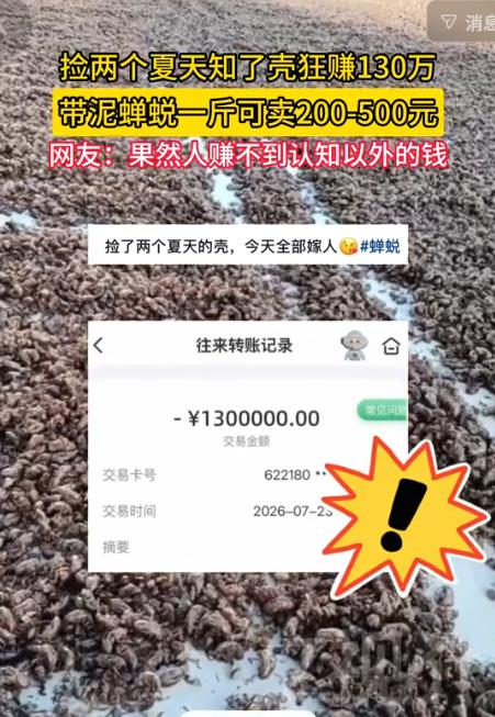 7月30日津云报道，一个网友两个夏天捡知了壳狂赚130万，这让无数网友羡慕不已，