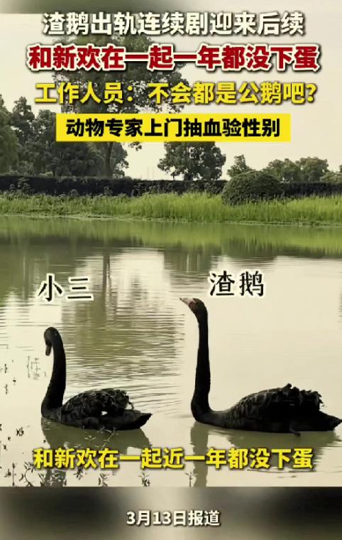 笑不活了，武汉，渣鹅抛下十年原配追新欢，天天跟新欢黏在一起秀恩爱，大家都以为渣鹅