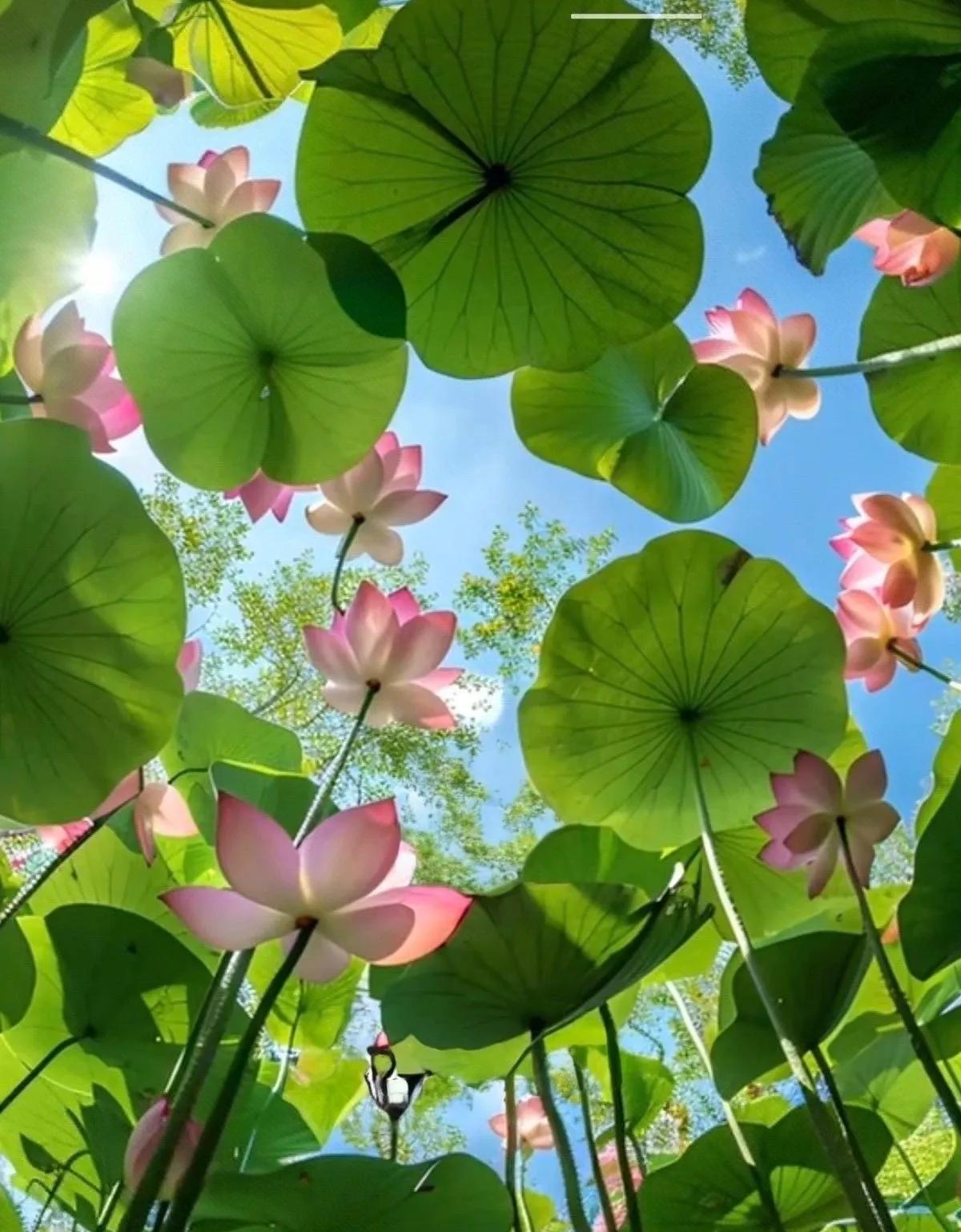 夏日荷花好看的很绿绿的圆盘粉嫩粉嫩的花朵夏日美景[比心][比心]