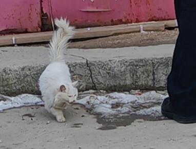 流浪猫真好看,要不要逮回去养养?工地上的流浪猫，本来是一种白色的猫现在变得灰头